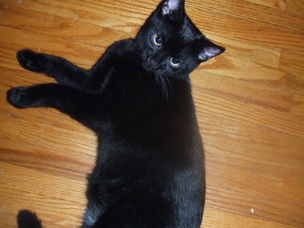 click to enlarge the image